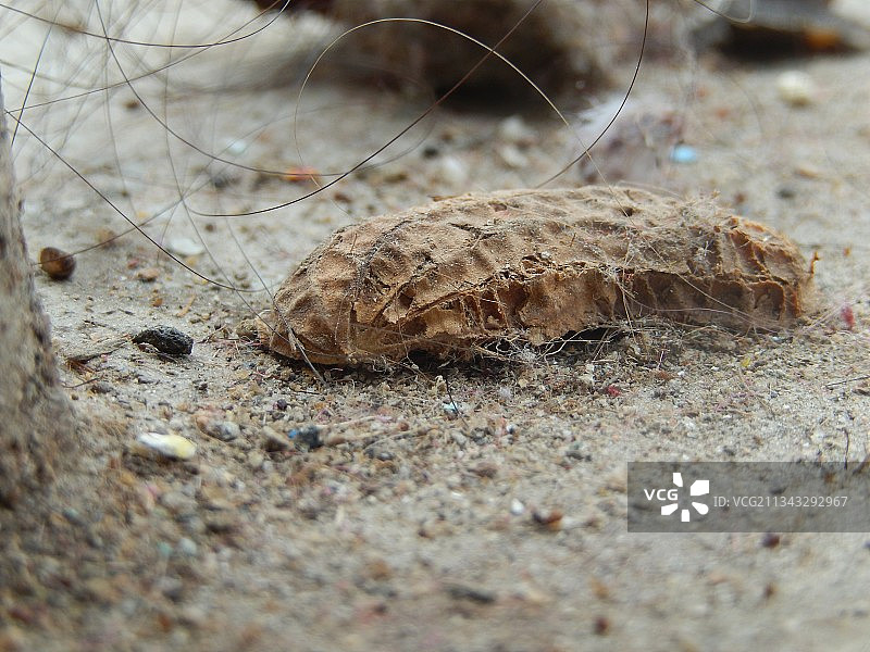 沙子上的昆虫特写图片素材