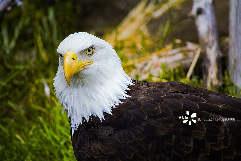 美国犹他州盐湖城秃鹰特写图片素材