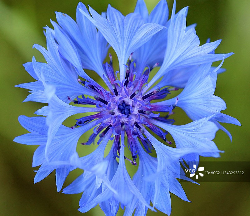 紫色蓝色花朵的特写图片素材