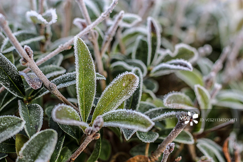 丹麦博恩斯冰冻植物特写图片素材