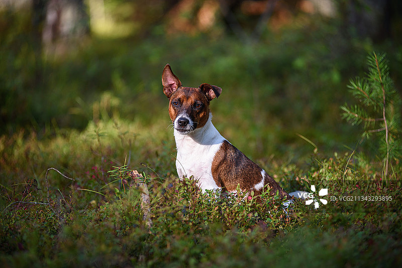 坐在田野上的纯种梗犬肖像图片素材