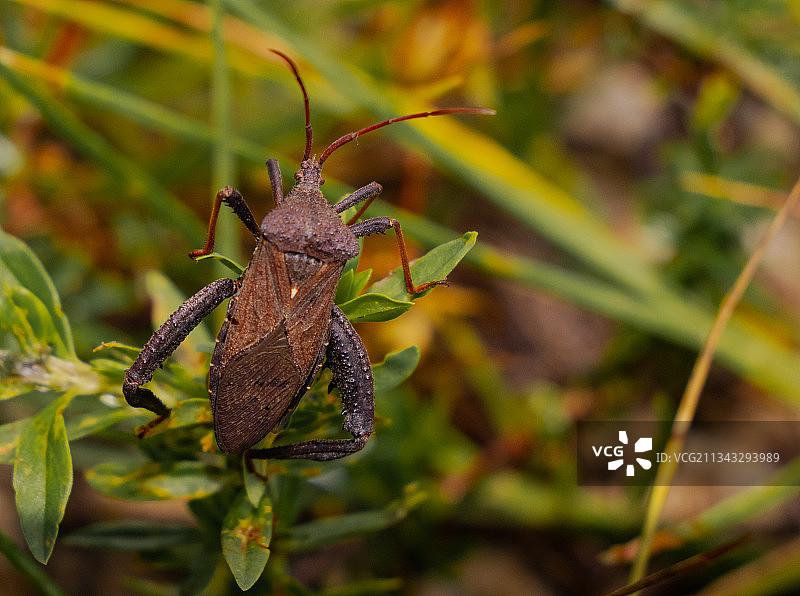 昆虫在植物上的特写镜头图片素材