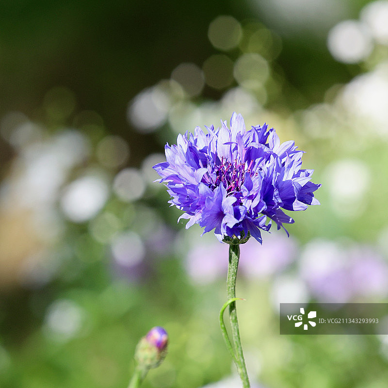 紫色开花植物的特写图片素材