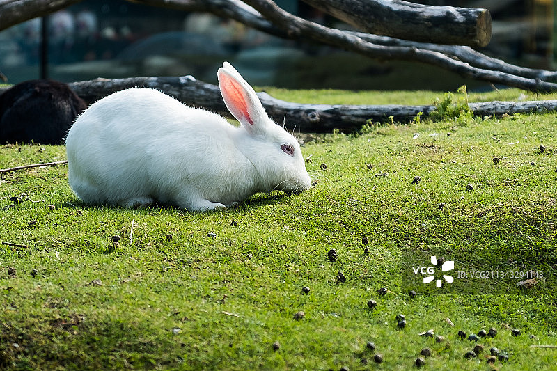 草地上的兔子特写，瑞典诺拉图片素材