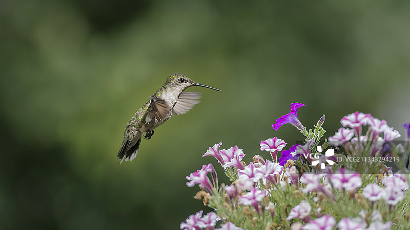 蓝颏蜂鸟飞过花丛特写，美国密苏里州图片素材