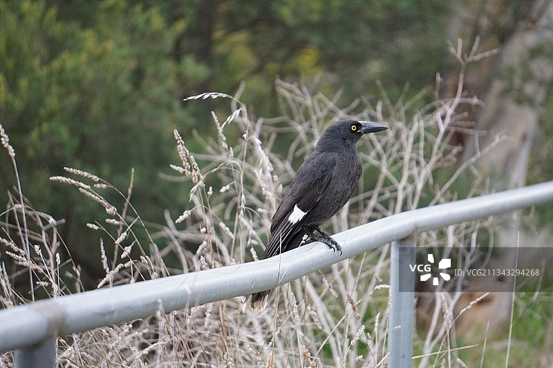 乌鸦栖息在栏杆上的特写（澳大利亚首都特区拉瑟姆）图片素材