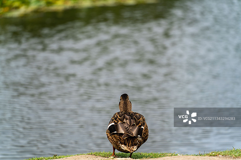 矶鹬栖息在田野上的特写镜头图片素材