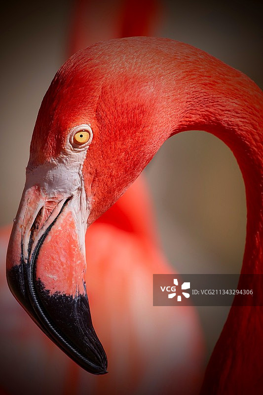特写的火烈鸟图片素材