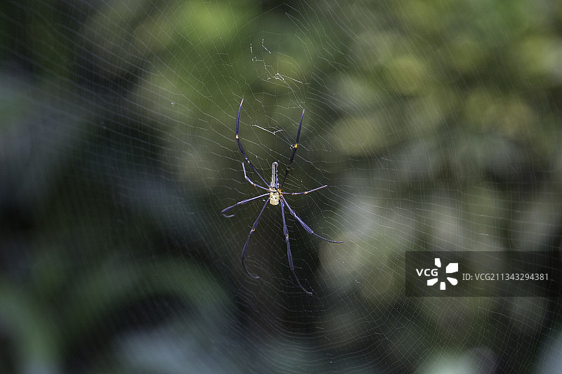 泰国素叻他尼府空索镇的蜘蛛网特写图片素材