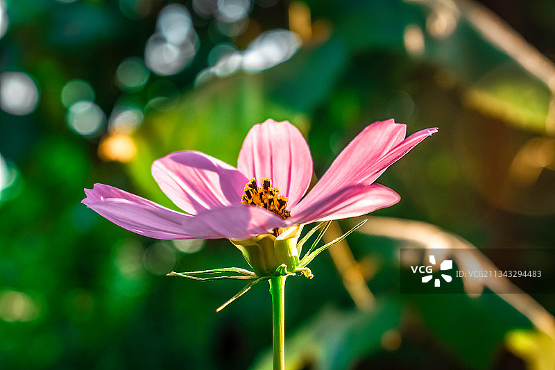 粉红宇宙花的特写图片素材