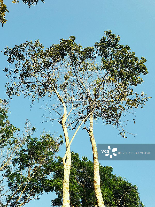 蓝天下的树木（仰视角度）图片素材