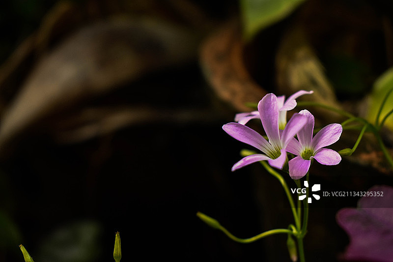 粉色开花植物特写，斯里兰卡萨伯勒格穆沃省拉特纳普勒图片素材