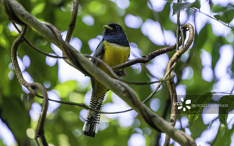 哥斯达黎加蓬塔雷纳斯省鸣禽栖息树枝低角度摄影图片素材