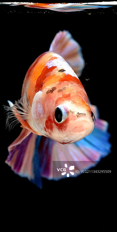 黑色背景下鱼缸中游动的金鲤鱼特写图片素材