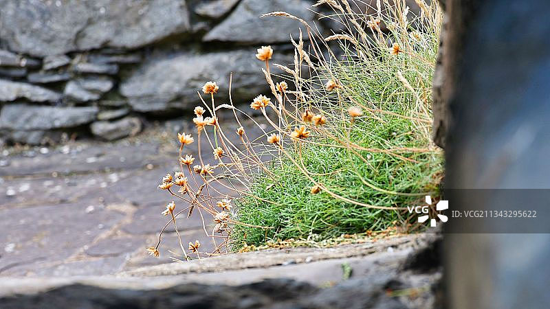 马恩岛皮尔地区陆地上生长的植物特写图片素材