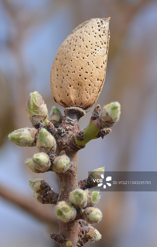 户外生长的花蕾特写图片素材