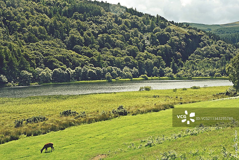 爱尔兰威克洛的田野风光图片素材