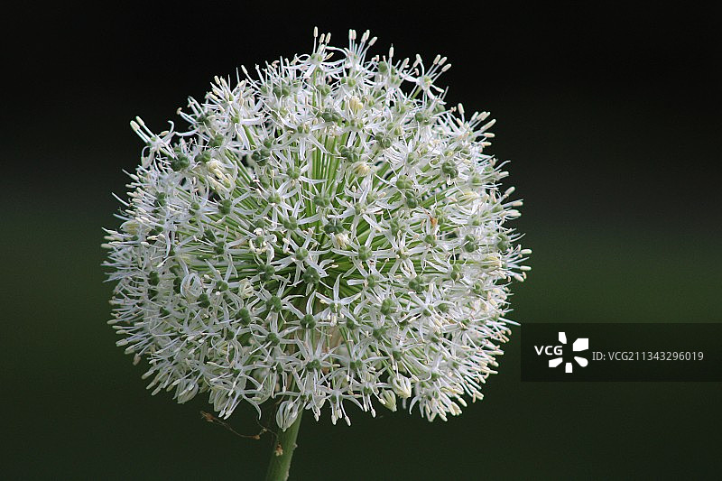 白色蒲公英花朵特写，加拿大多伦多图片素材