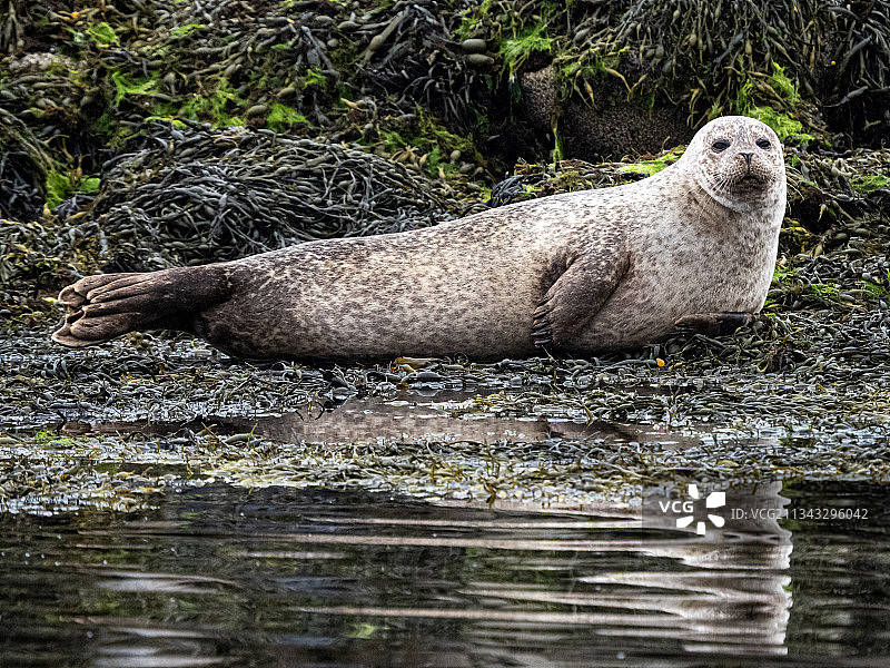 英国凯尔拉赛岛海豹特写图片素材