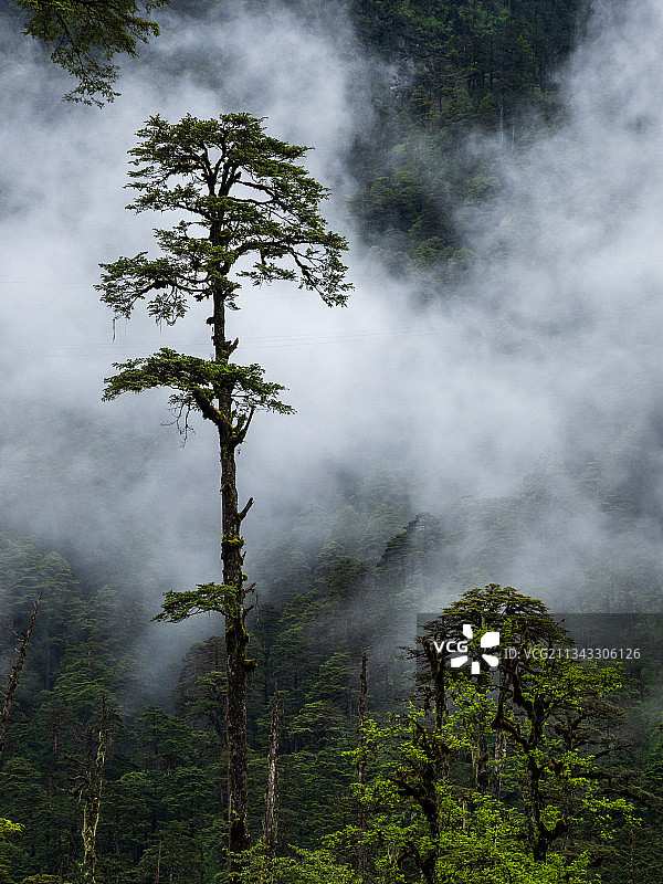 秘境墨脱图片素材