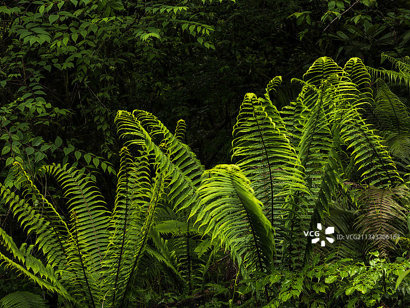 秘境墨脱图片素材
