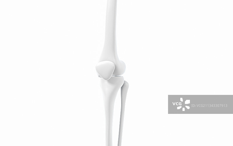 腿部膝盖骨骼 3D渲染图片素材