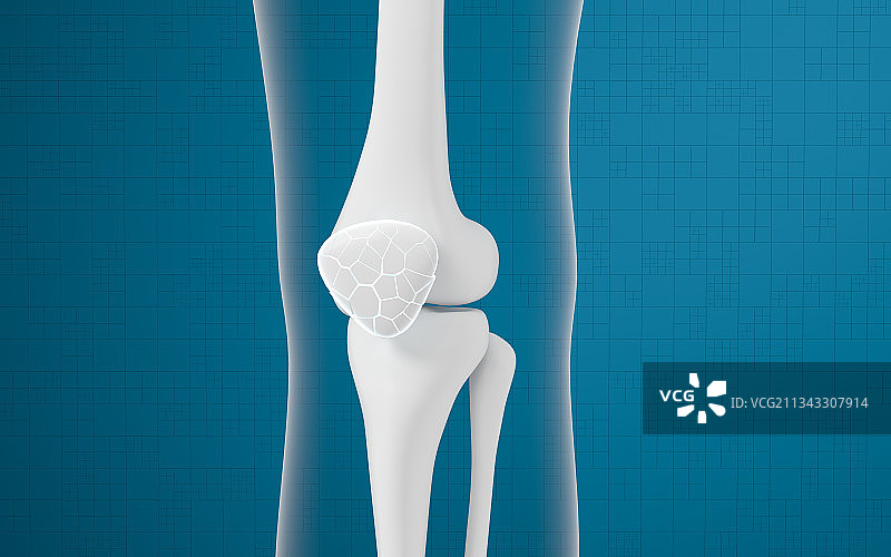 腿部膝盖骨骼 3D渲染图片素材