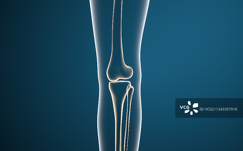 腿部膝盖骨骼 3D渲染图片素材