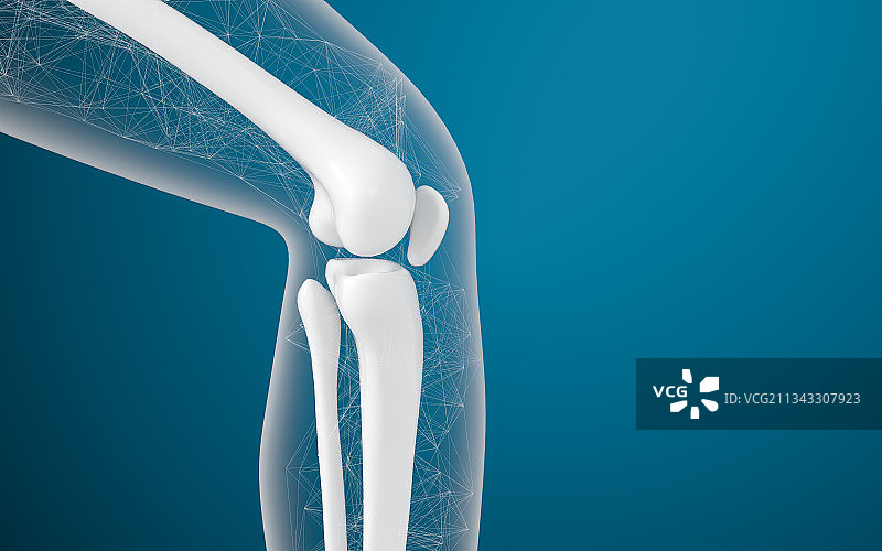 腿部膝盖骨骼 3D渲染图片素材