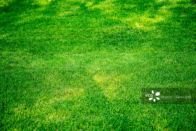 夏天绿色草坪背景图片素材