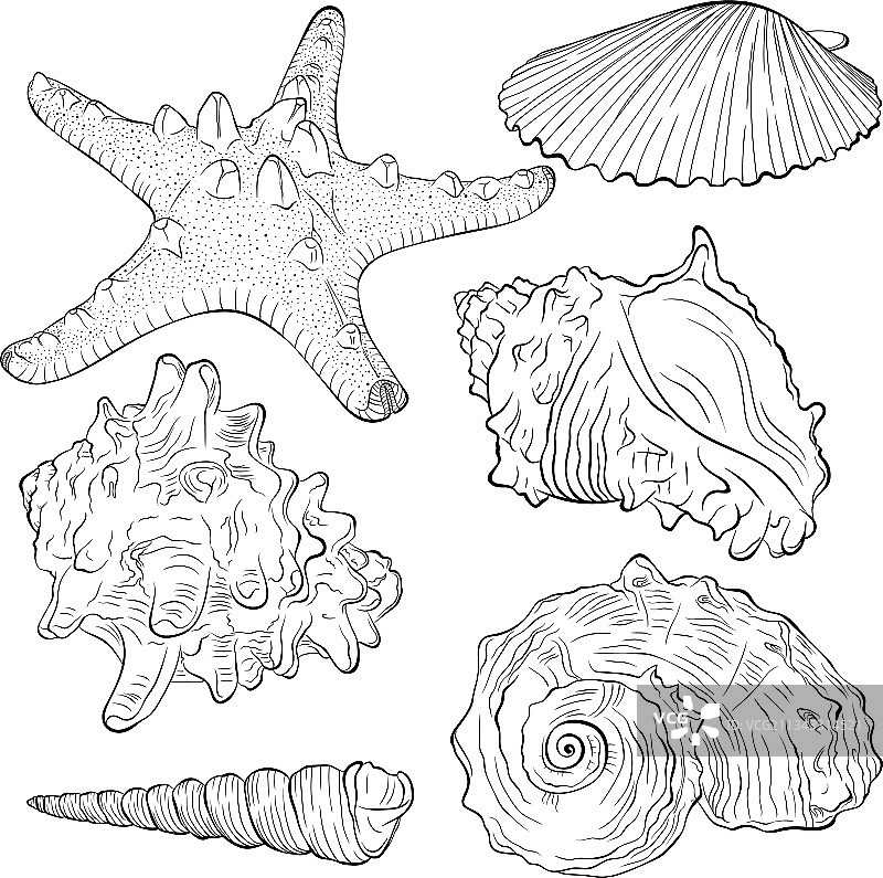 海星和贝壳线条艺术图案合集图片素材
