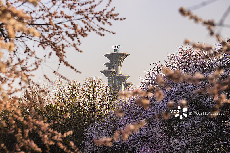 《樱花伴火炬塔》图片素材