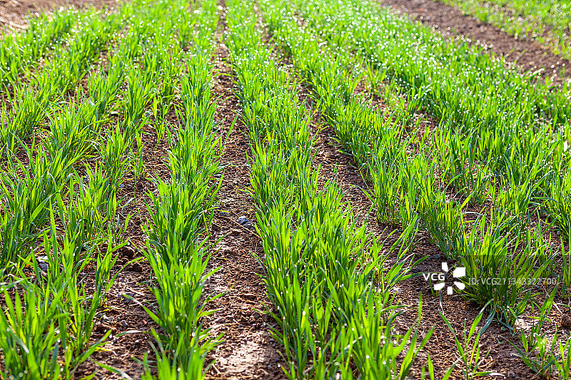 春天浇水后的春小麦图片素材