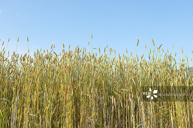 晨曦中的青稞地图片素材