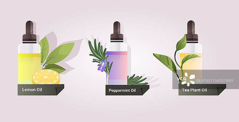 柠檬薄荷茶植物套装图片素材