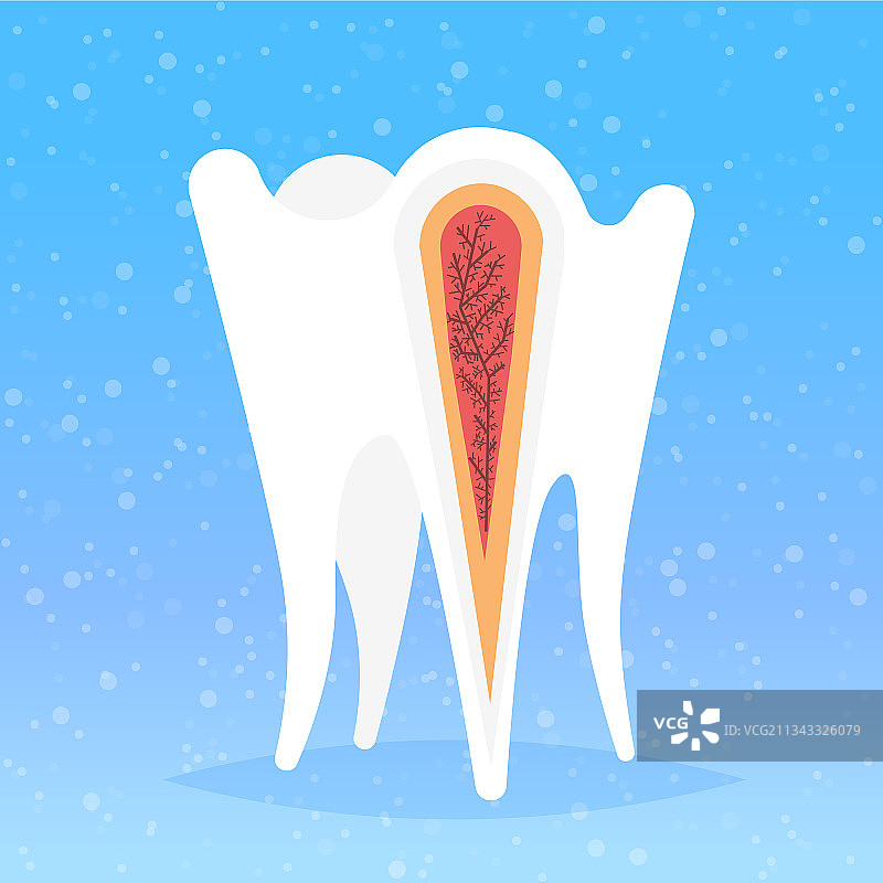人体牙齿结构神经末梢解剖图图片素材