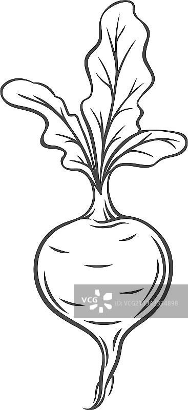 甜菜蔬菜轮廓图标图片素材