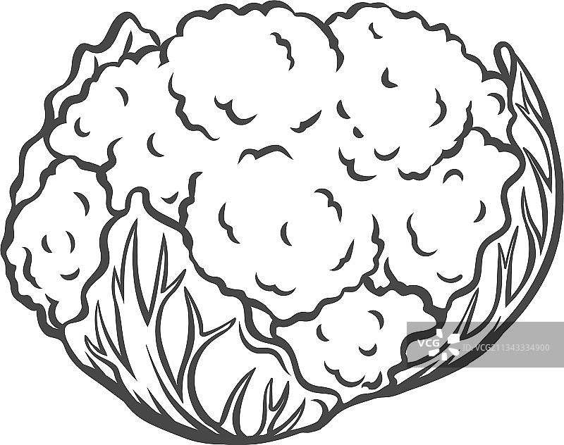 花椰菜蔬菜轮廓图标图片素材