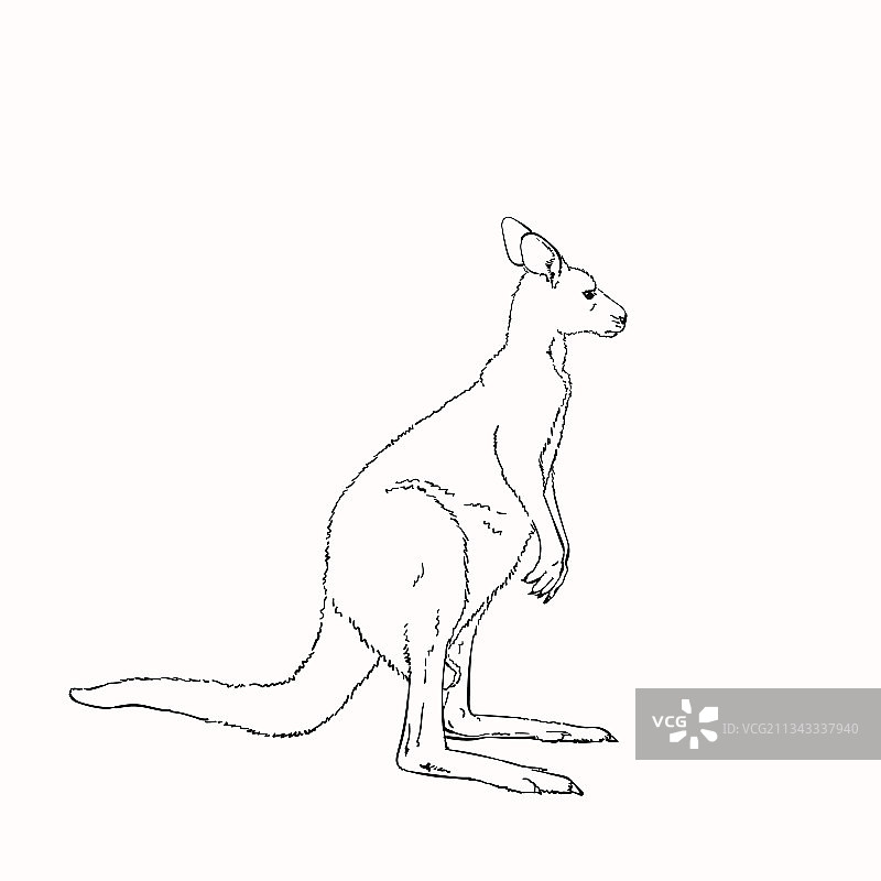 手绘白色背景袋鼠草图图片素材