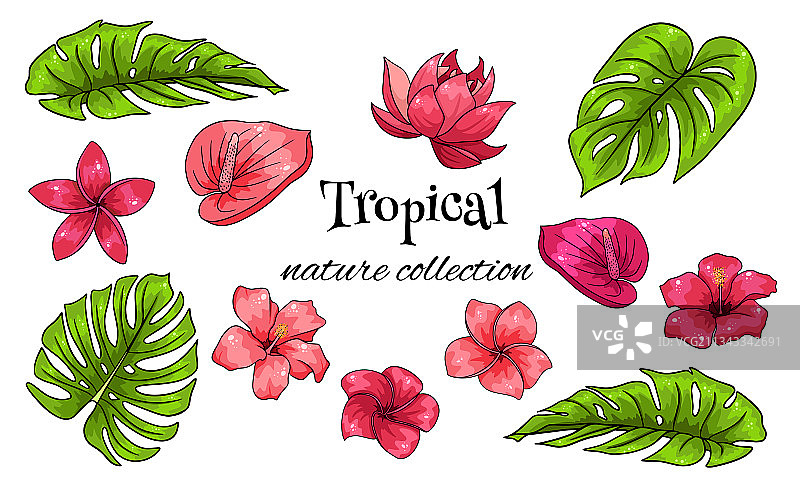 包含异域花卉和树叶的热带元素合集图片素材