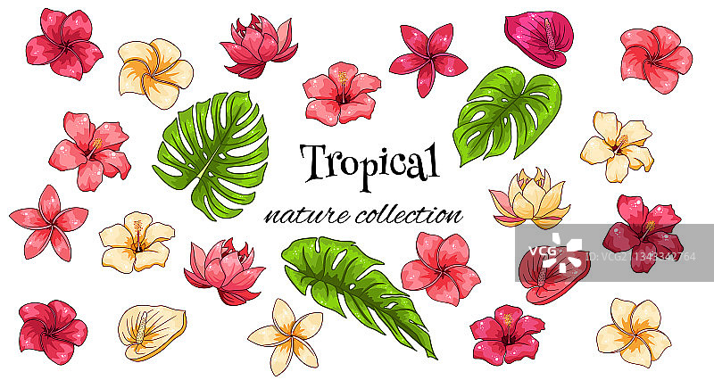 包含异域花卉和树叶的热带元素合集图片素材