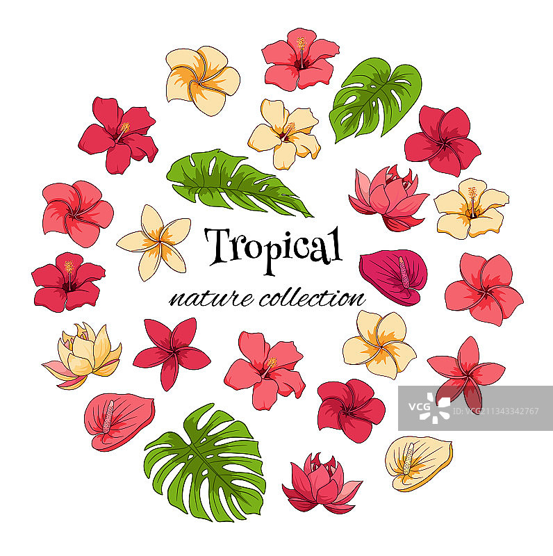 包含异域花卉和树叶的热带元素合集图片素材