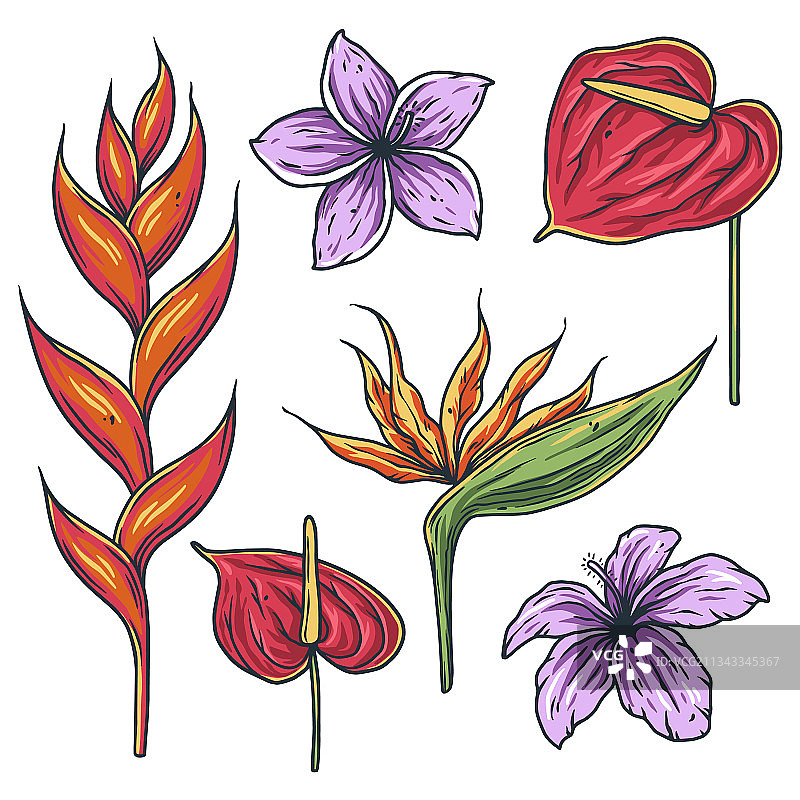 热带异域花卉夏季植物套装图片素材