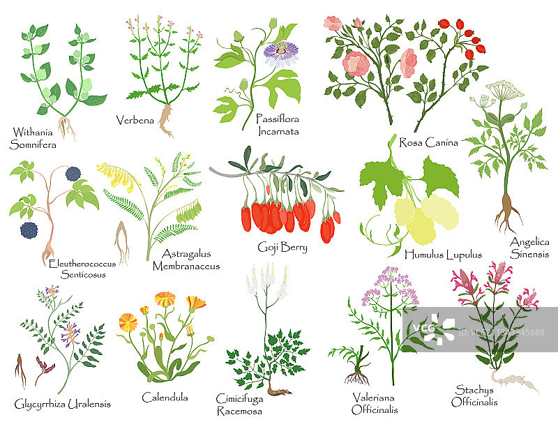 彩色草本植物浆果根大集合图片素材