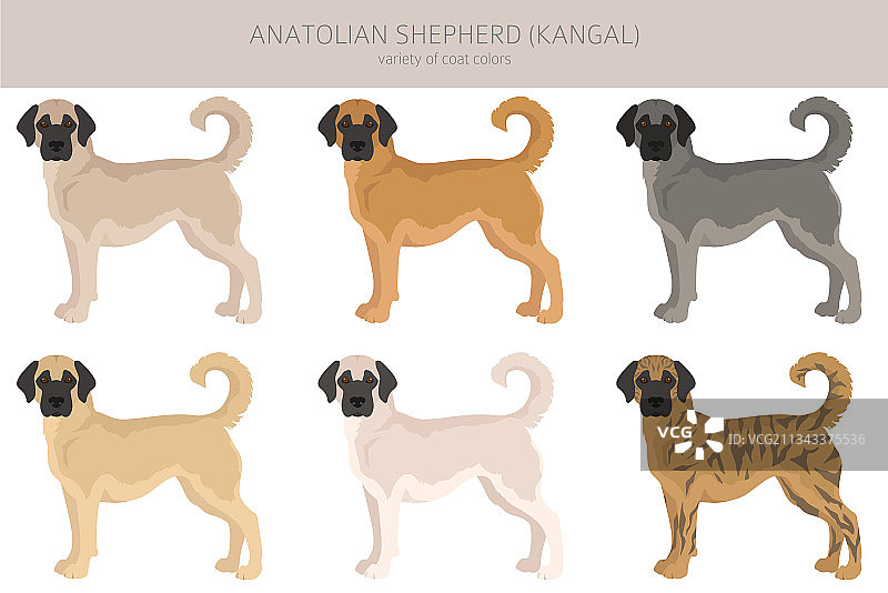 各种颜色的安纳托利亚牧羊犬剪贴画图片素材