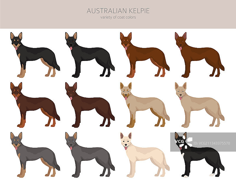 澳大利亚卡尔比犬各种颜色剪贴画图片素材