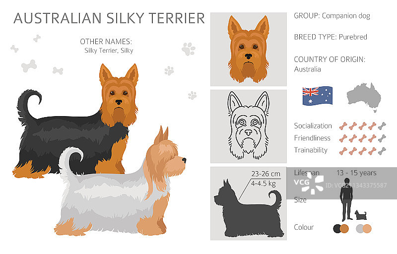 各种颜色的澳大利亚丝毛梗剪贴画图片素材