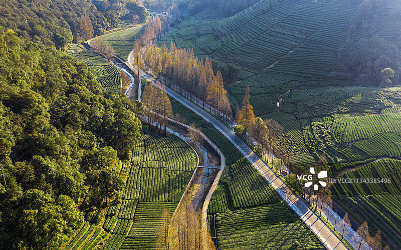 梅家坞龙井茶园图片素材