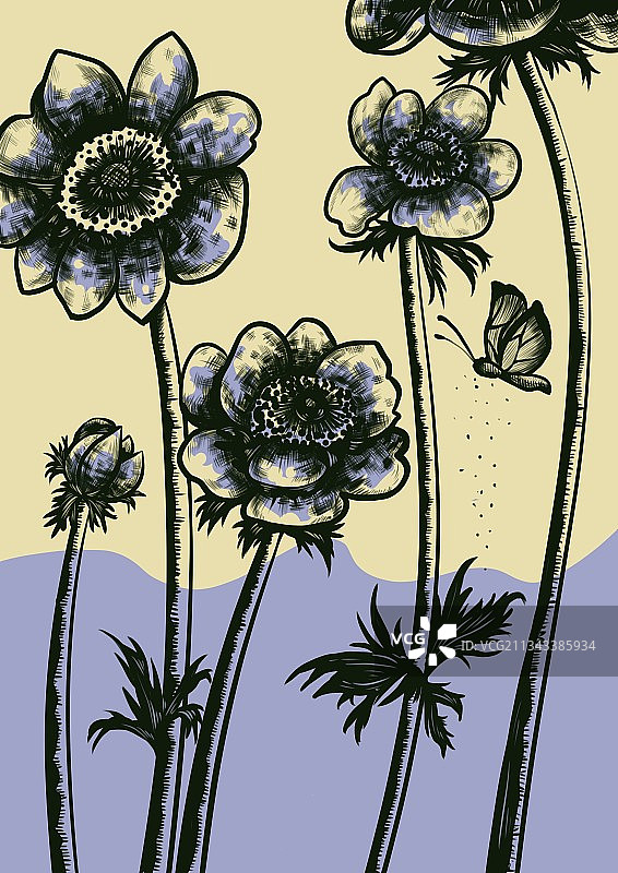 花朵之银莲花图片素材