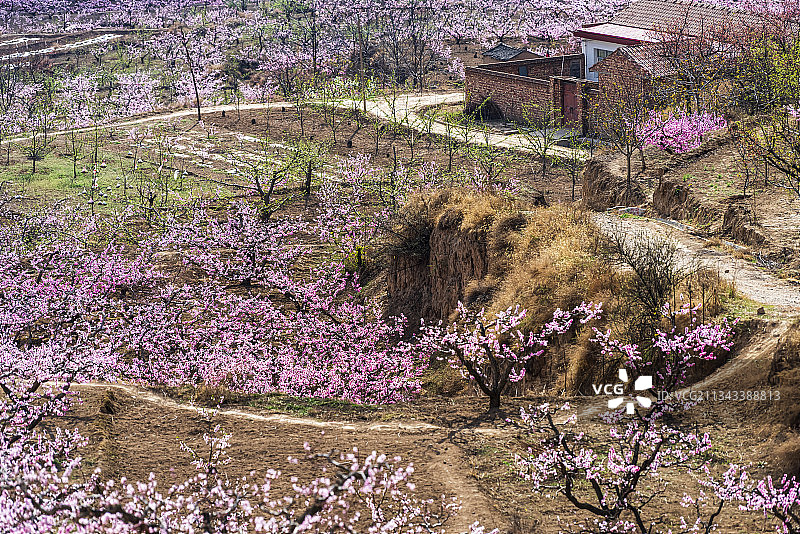 黄土高原桃花开图片素材
